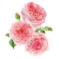 Bouquet of flowers on a white background. Watercolor delicate flowers pink roses Royalty Free Stock Photo