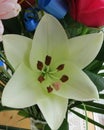 White Lily in blossom with beautiful middle Royalty Free Stock Photo