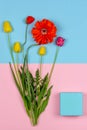 Bouquet of flowers of yellow and red tulips and red poppy and a box with a gift of blue color on a pink and blue background