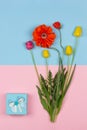 Bouquet of flowers of yellow and red tulips and red poppy and a blue box with a gift on a pink and blue background top view.