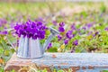 Bouquet of forest flowers violets in a tin watering can on a blue wooden retro Board on a flower meadow close-up Royalty Free Stock Photo