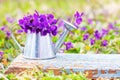 A bouquet of forest flowers of violets in a tin watering can on a blue wooden retro board on a flower meadow close-up Royalty Free Stock Photo