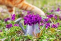 Bouquet of forest flowers violets in a tin watering can on a flower meadow close-up and paws ginger cat Royalty Free Stock Photo