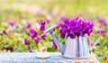 Bouquet of forest flowers violets in a tin watering can and shell snail on a stone on a blue wooden retro Board on a flower meadow Royalty Free Stock Photo