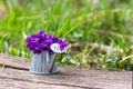 A bouquet of forest flowers violets in a tin watering can on a wooden retro board on a flower meadow close-up. Royalty Free Stock Photo