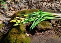 A bouquet of forest tulips lying on a moss-covered stump Royalty Free Stock Photo