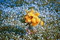 Bouquet with forget-me-not and dandelions Royalty Free Stock Photo