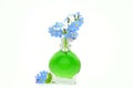 Bouquet of forget me not flowers Royalty Free Stock Photo