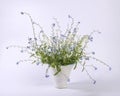 Bouquet of forget-me-not flowers in white vase Royalty Free Stock Photo