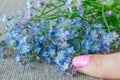 Bouquet of forget-me not`s