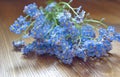 Bouquet of forget me nots lying on the wooden table