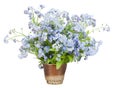 Bouquet from Forget-me-nots (Myosotis) Royalty Free Stock Photo