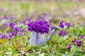 Bouquet of fragrant forest violets in a watering can on a green meadow on a spring morning