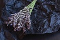 Bouquet of fragrant fresh lavander flowers on black crumpled wrapping paper Royalty Free Stock Photo