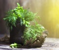 Bouquet of fragrant herbs of fennel and parsley, on a wooden background Royalty Free Stock Photo