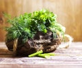 Bouquet of fragrant herbs of fennel and parsley, on a wooden background Royalty Free Stock Photo