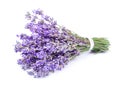 Bouquet of a fragrant lavender Royalty Free Stock Photo