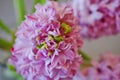 Bouquet of fragrant pink hyacinths Royalty Free Stock Photo