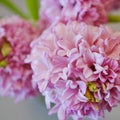 Bouquet of fragrant pink hyacinths Royalty Free Stock Photo