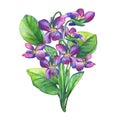 Bouquet of Fragrant violets wild flower English Sweet Violets, Viola odorata Royalty Free Stock Photo