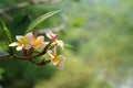 Bouquet of Frangipani/Plumeria flowers blooming on a tree branch Royalty Free Stock Photo