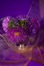 Bouquet of fresh asters on an purple background Royalty Free Stock Photo