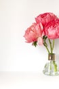 A bouquet of fresh beautiful coral peonies frame on the white table. Royalty Free Stock Photo