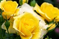 Fresh yellow roses