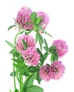 Bouquet of fresh blooming clover flowers isolated on white background. Red Clover, Trifolium pratense Royalty Free Stock Photo