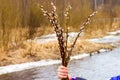 Bouquet of fresh blossoming willow in a children hand.