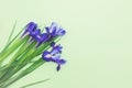 Bouquet of fresh blue daffodils on light green background