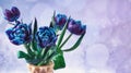 A bouquet of fresh blue tulip flowers in a pink vase. Spring flowers on a light blue background. Royalty Free Stock Photo