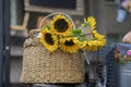 Bouquet of of fresh bright sunflowers in wicker basket close-up, city trade sale of flowers on the streets, rustic Royalty Free Stock Photo