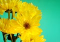 A Bouquet Of Fresh, Bright Yellow Daisies On A Teal Or Tourquoise Colored Background With Copy Space Right Side Of Horizontal