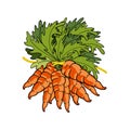 Bouquet of fresh carrots