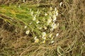 Bouquet of fresh chamomile flowers on a background of dry wheat straw Royalty Free Stock Photo