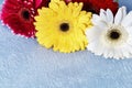 Bouquet of fresh colorful gerbera flowers on blue textured surface. Blooming flowers Royalty Free Stock Photo