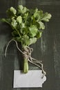 bouquet of fresh coriander or cilantro, price tag on green wooden grunge background Royalty Free Stock Photo