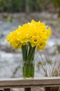Bouquet of fresh daffodil flowers Royalty Free Stock Photo