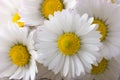 Bouquet of fresh daisies