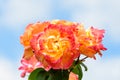 Bouquet of fresh delicate vivid yellow red roses towards clear blue sky in a garden towards clear blue sky in a sunny summer day, Royalty Free Stock Photo