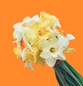 Bouquet of fresh flowers daffodils isolated on orange background Royalty Free Stock Photo