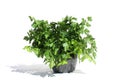 A bouquet of fresh green juicy parsley stands in a mortar on a white background.