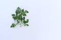 Bouquet of fresh green leaves parsley isolated on white background. Royalty Free Stock Photo