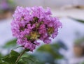 Bouquet fresh Lagerstroemia indica purple flower blooming bush in botany garden