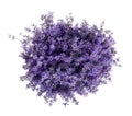 Bouquet of fresh lavender flowers on white background, top Royalty Free Stock Photo