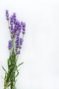 Bouquet of fresh lavender flowers on white background, top view, isolated. Copy space. Flat lay Royalty Free Stock Photo