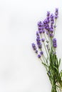 Bouquet of fresh lavender flowers on white background, top view, isolated. Copy space. Flat lay Royalty Free Stock Photo