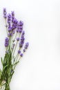 Bouquet of fresh lavender flowers on white background, top view, isolated. Copy space. Flat lay Royalty Free Stock Photo
