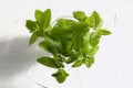 Bouquet of fresh mint peppermint branches and leaves, freshly cut with drops of water in a glass. On delicate white textured